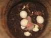Filhotes e ovos Amazona amazonica